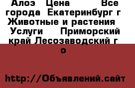 Алоэ › Цена ­ 150 - Все города, Екатеринбург г. Животные и растения » Услуги   . Приморский край,Лесозаводский г. о. 